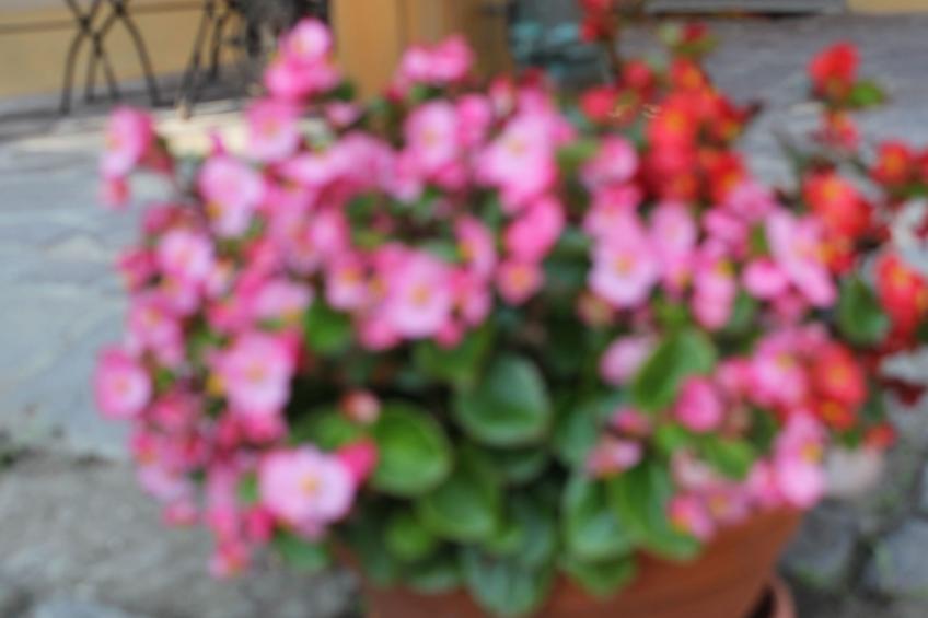 Fewo "Hanni" - foto 10