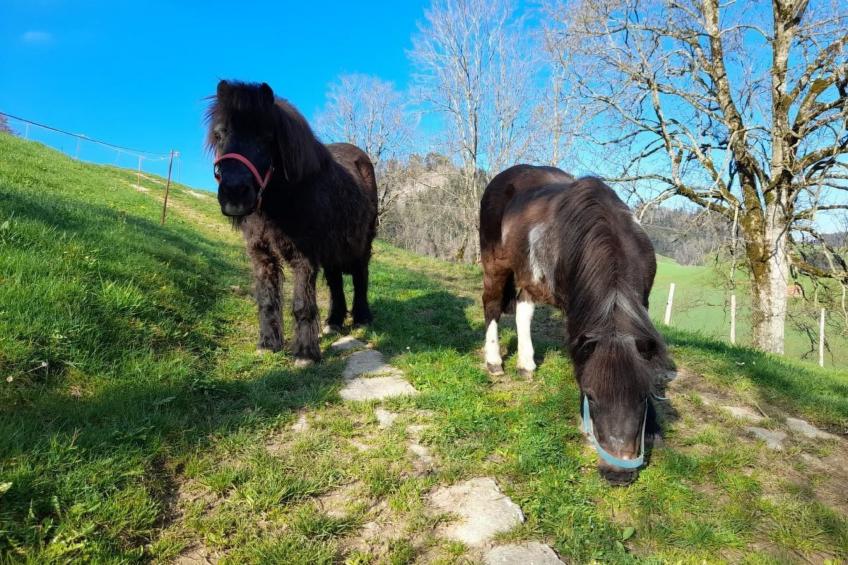 Hasenbüel - foto 33