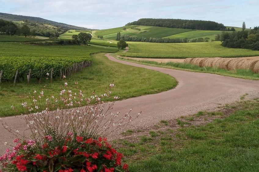 an der Weinstraße von Burgund - foto 23