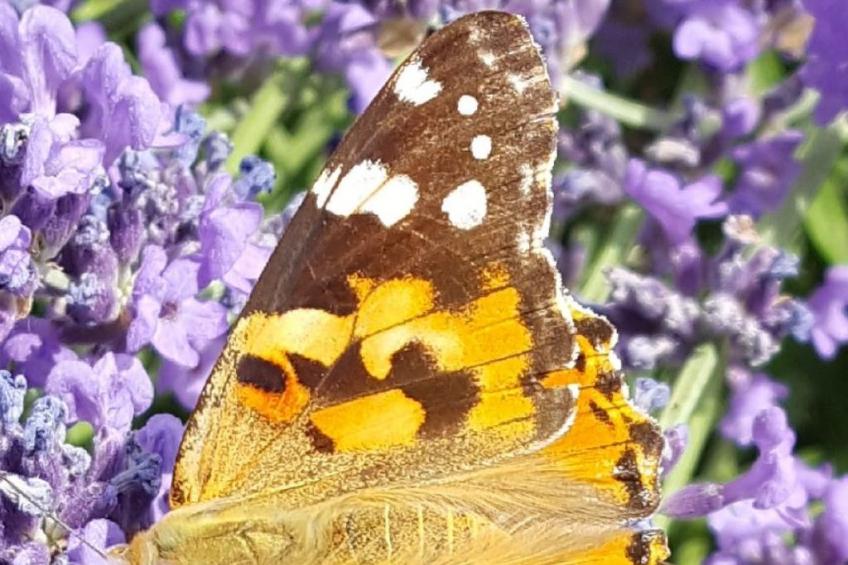 Appartement Apollo in der Wohlfühloase am Trausdorfberg mit Sauna Whirlpoolnutz - foto 16