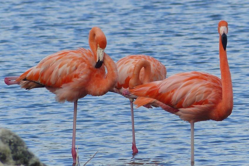 Reef 5 Blue Bay, Strand Golf Meerblick, Curacao - foto 16