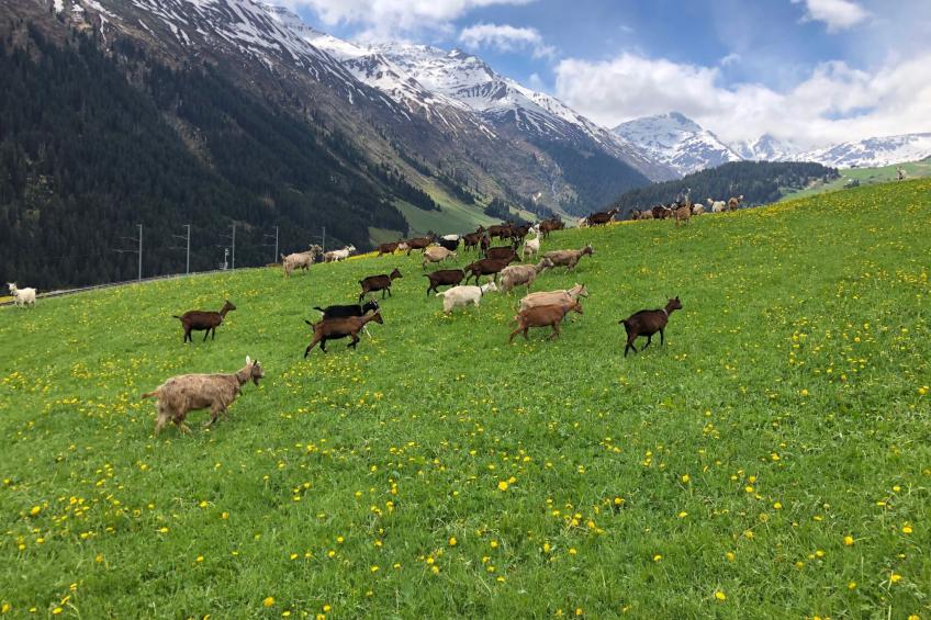 Chalet Dargun Bünter, (Camischolas/Sedrun), 221./222./224./.01+.02+.03 - foto 27