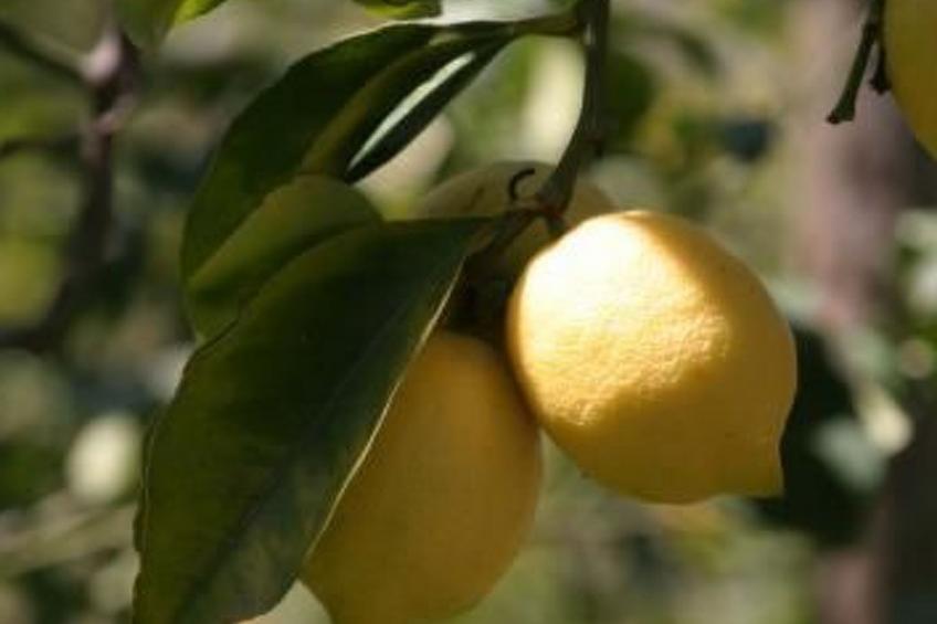 Studio" mit Blick auf den Golf von Neapel - foto 12