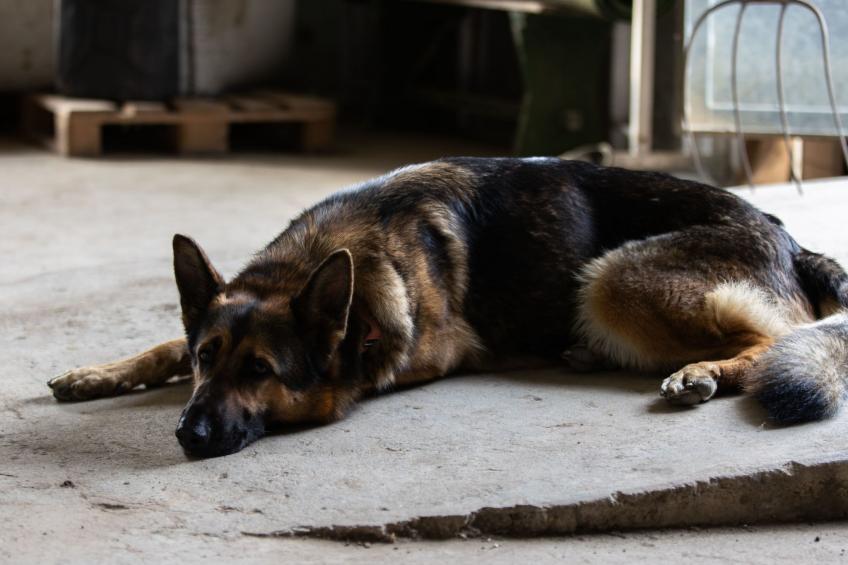 Grand Appartement - foto 10