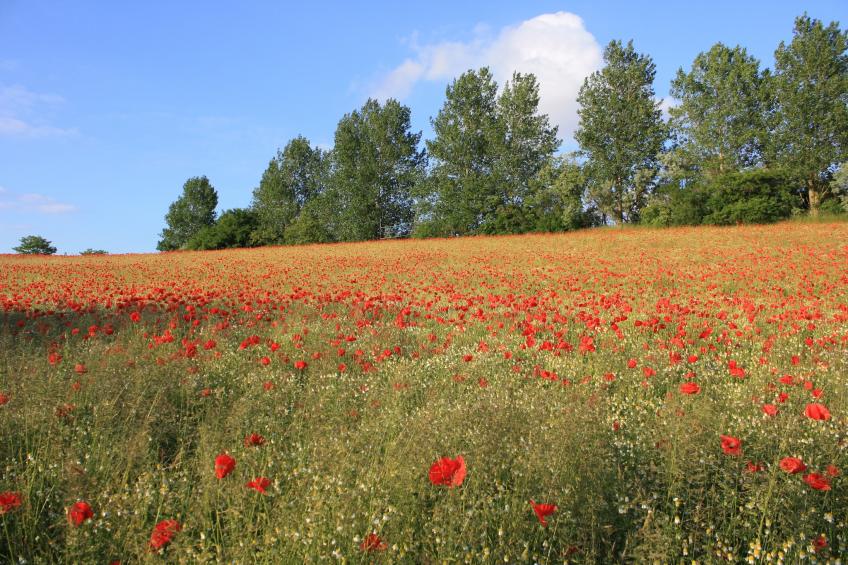 Leuchtturm XL - foto 21
