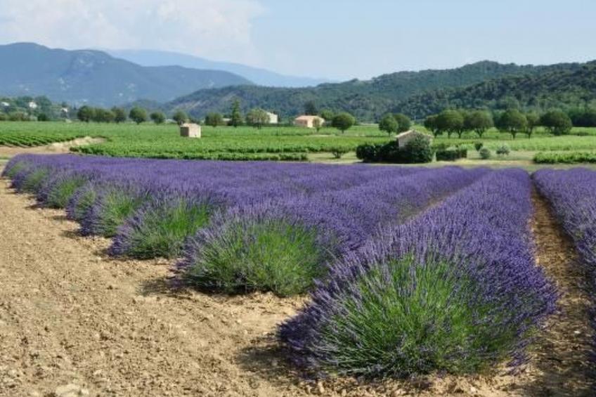 FERIENHAUS, FERIENHAUS "MAISON DE LAVANDE" (LAVENDELHAUS) - foto 31