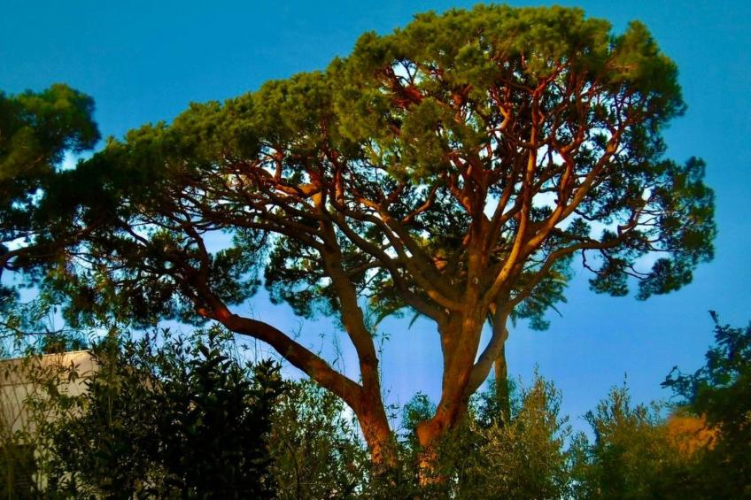 Villa Mascotte - foto 47