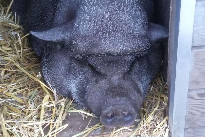 Blackthorn für 6 Personen - foto 13