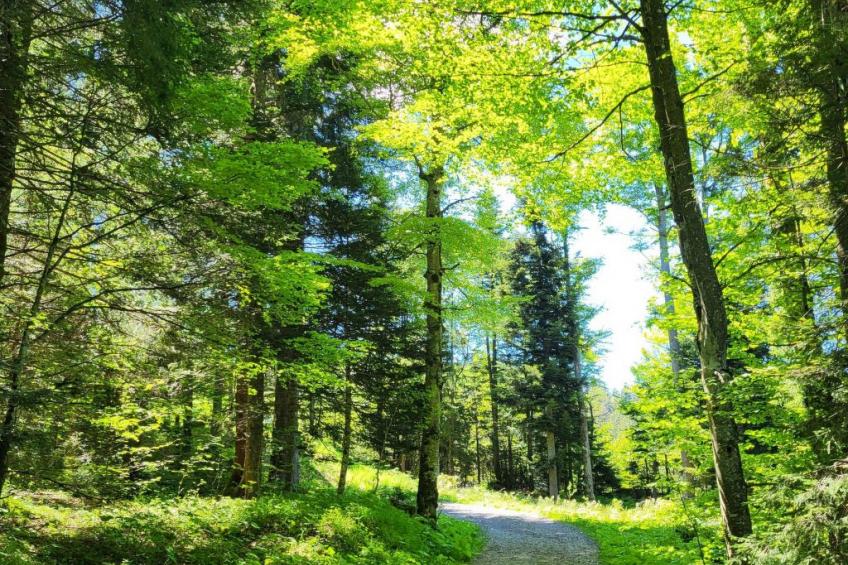 Fewo Pistenblick - foto 23