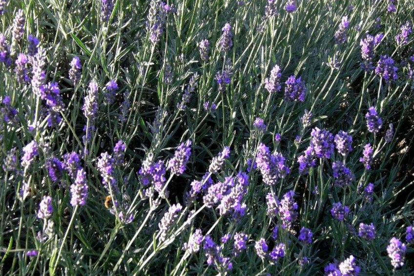 Suite mit Gartenblick - foto 16