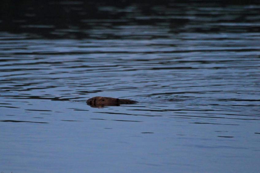 Elbufer 4B - foto 15