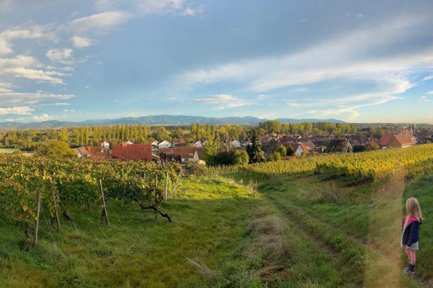 am Weinberg - foto 14