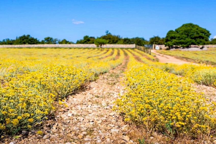 Apartment Darija - foto 20