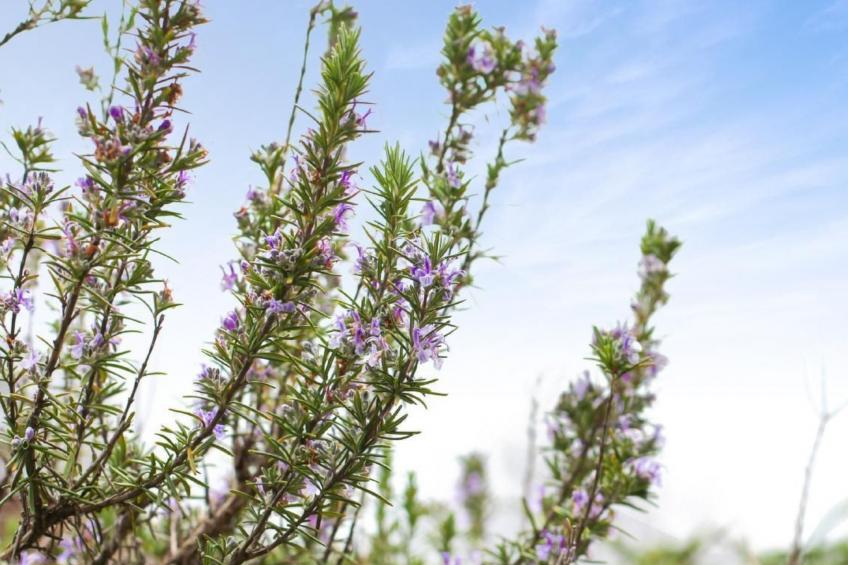 Traumhaftes Tessiner Haus mit Weitblick - foto 30