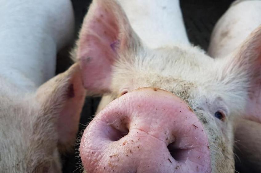 Chalet Staufenhof - foto 15