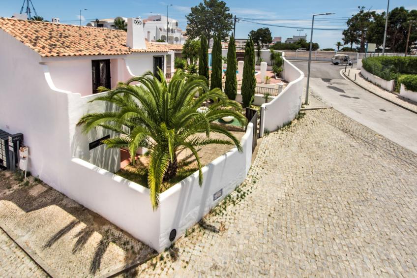 Yucca - foto 42