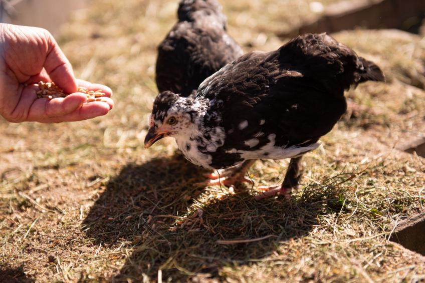 Gęsia Kępa - foto 5