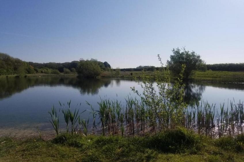 Wisteria at the Rookery - foto 29