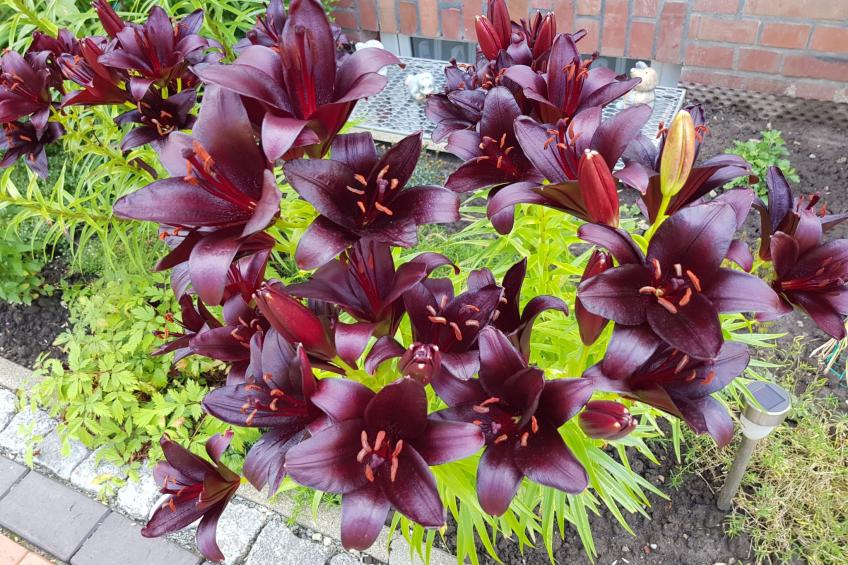 Beim Bracksee - foto 7