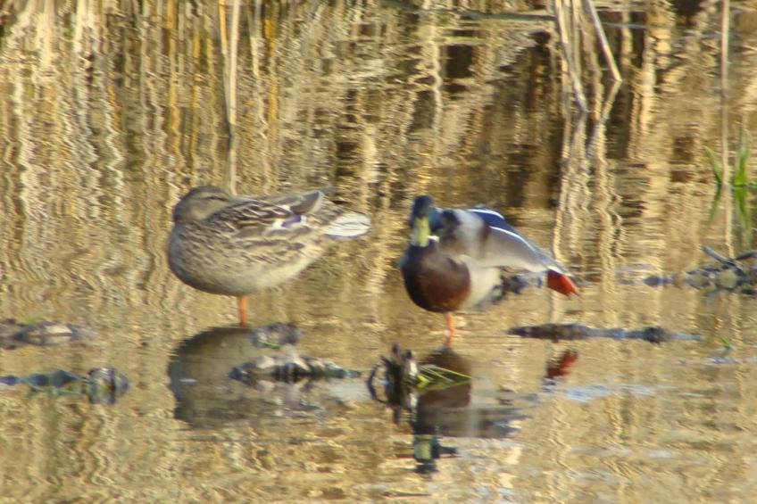in Puska mit Offenem Kamin - foto 28