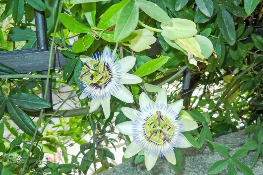 Schönes Ferienhaus mit Garten und Whirlpool - foto 22