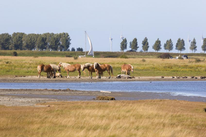 Domein Het Camperveer Veerse Meer 8 - foto 20
