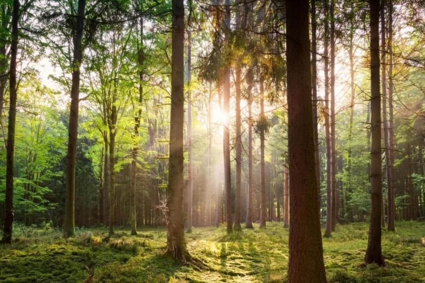 Bungalowpark Hoenderloo - foto 34