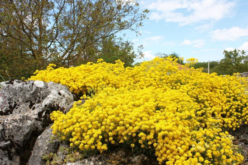 Romantische Villa mit weitläufigem Garten - foto 35