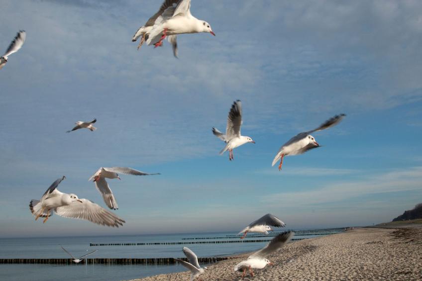 Admiral's Cor. Gulet - foto 27