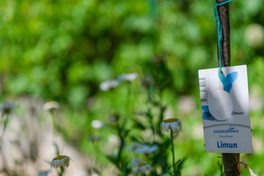 Wunderschönes Ferienhaus in Pomer mit Garten - foto 62