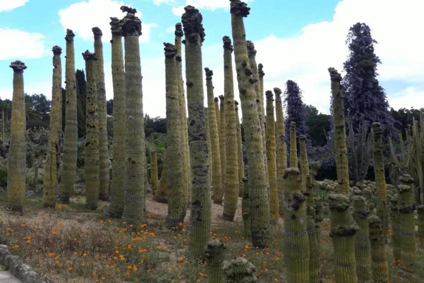 Cipresos 6pax - foto 37