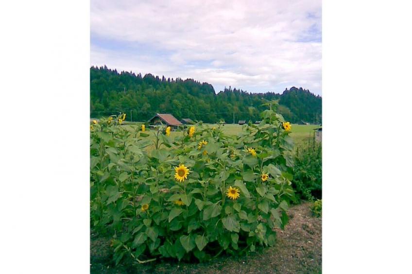 9249 - foto 31