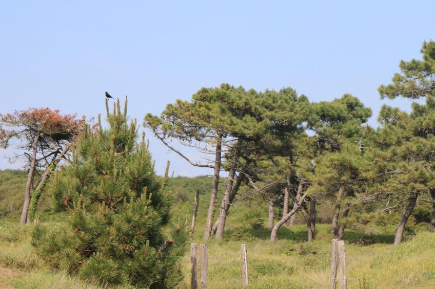 l'Escale dunes, Strände 20 Meter entfernt, Meerblick - foto 45