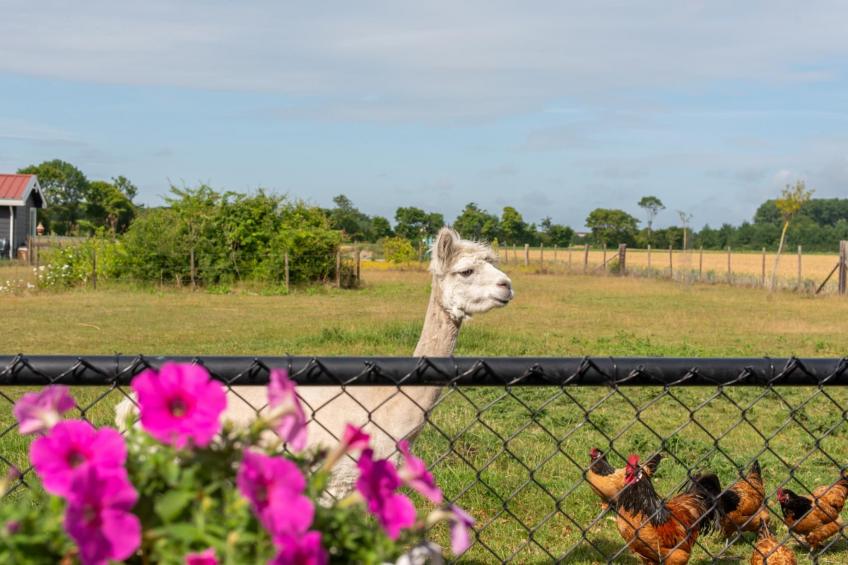 Vakantiehuis Groeneweg 3 - foto 22