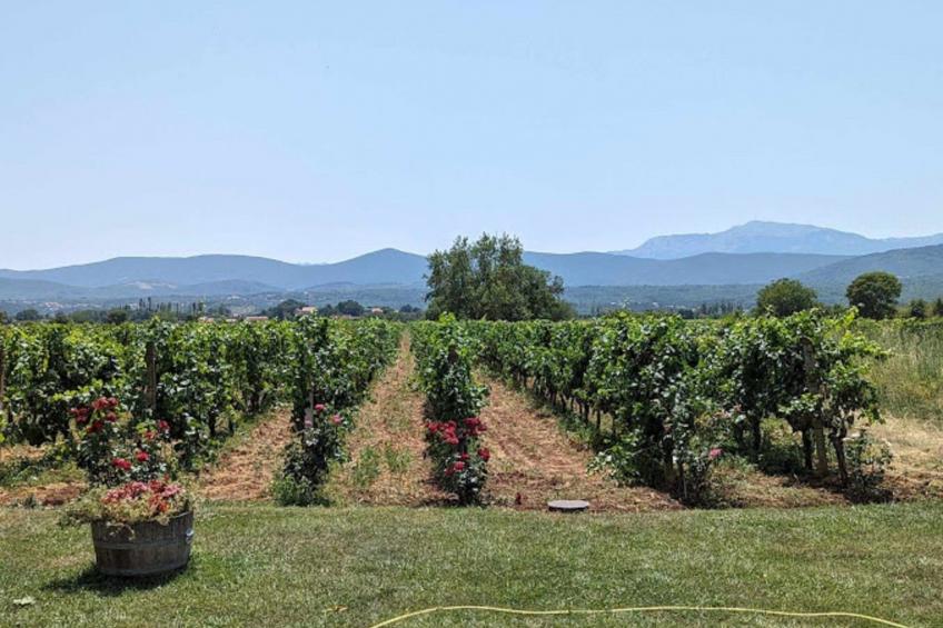 Green Paradise mit Pool - foto 45