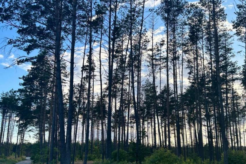 Sommerhaus in Ostrowite - foto 5