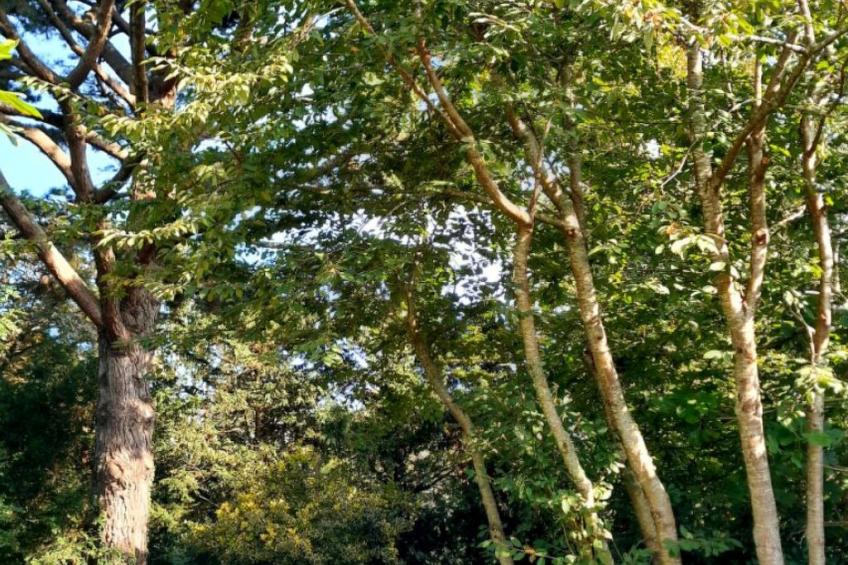 Haus auf der Halbinsel Plougastel - foto 14