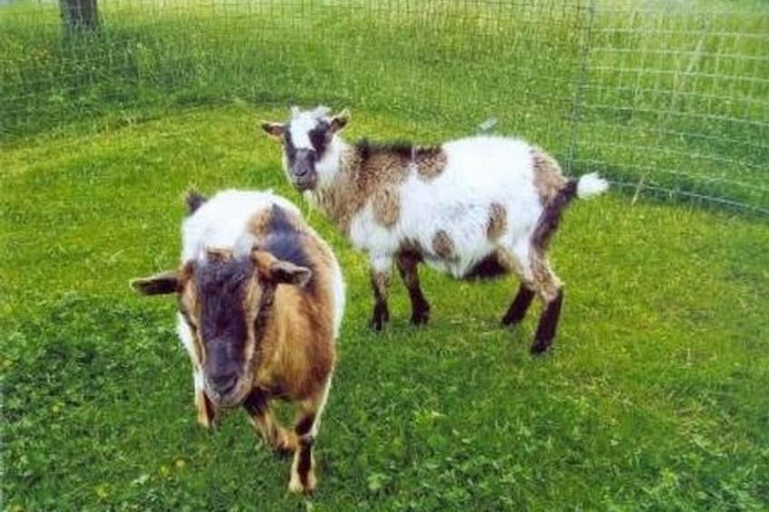 Bauernhof ufem Berg - foto 10