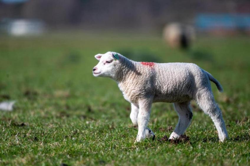 Residentie Californië - foto 16