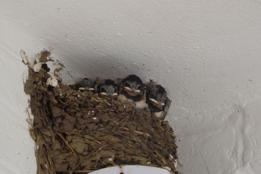 Geltinger Birk - foto 35