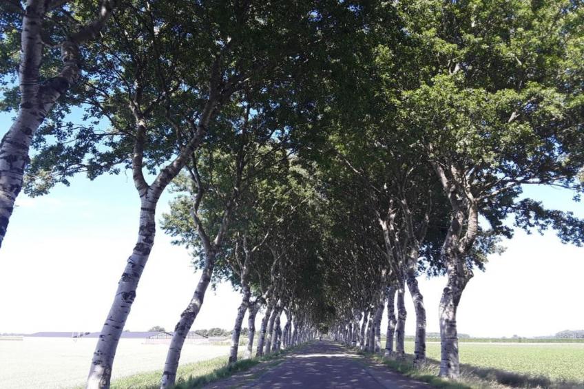 Oostkapelseweg 32 -Serooskerke - Ooievaar - foto 33