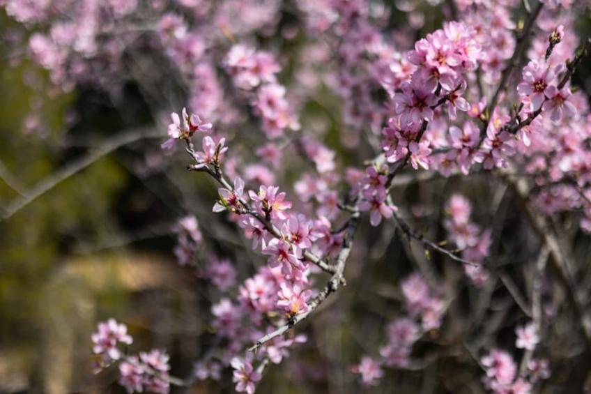 Maison à Ibi - foto 39