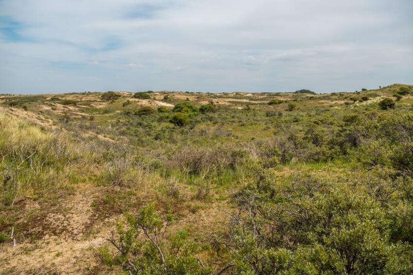 Noordwijkse Duinen 13 - foto 29