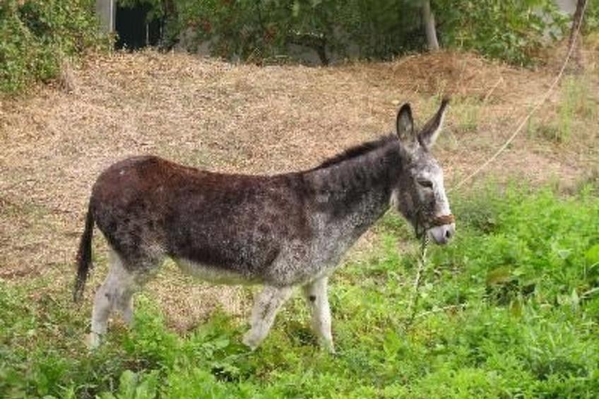 Casa Picachico - foto 20