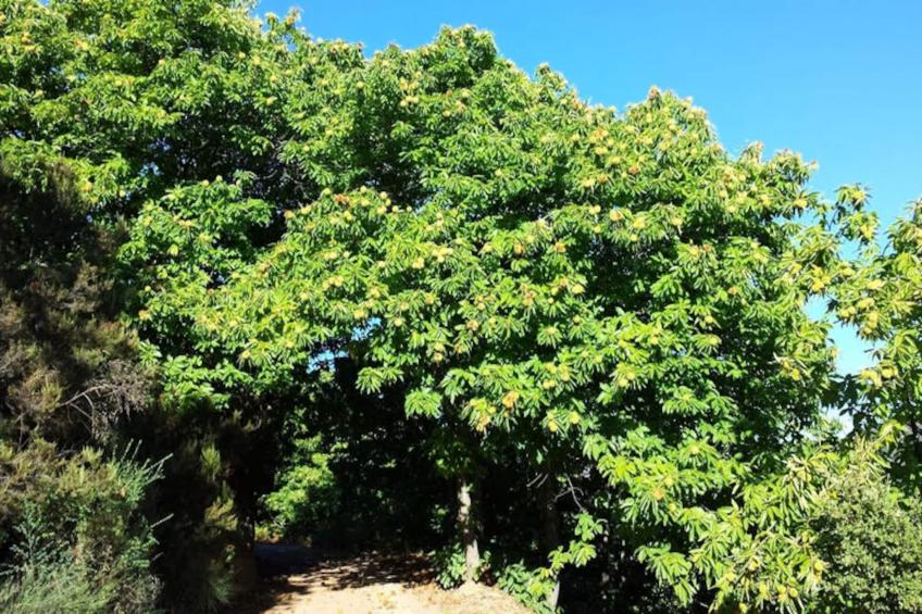 Maison à Benadalid - foto 20