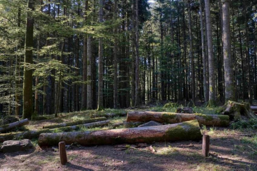 Nonno Raoul - foto 32