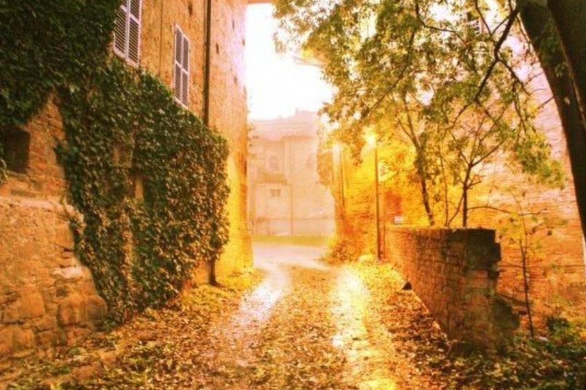 Vergissmeinnicht - foto 26