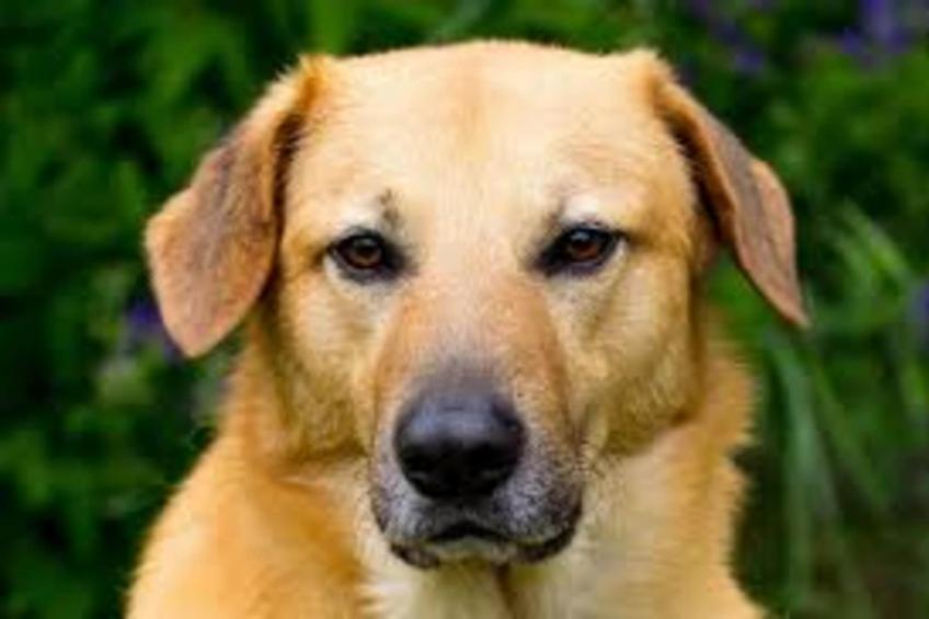 Chalet 'Bosanemoon' - foto 37