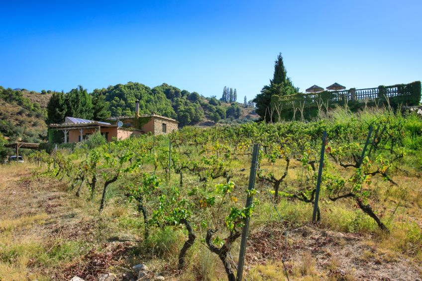 El Cerrillo - foto 30