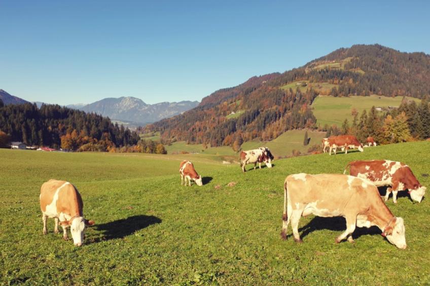Kraftplatz am Litzlhof 1 - foto 4